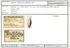 Karteikarte zum Syntyp von Lagena bittneri Karrer, 1877
